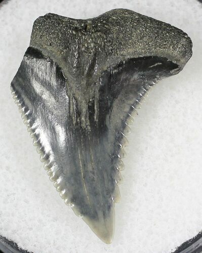 Hemipristis Shark Tooth Fossil - Virginia #20960